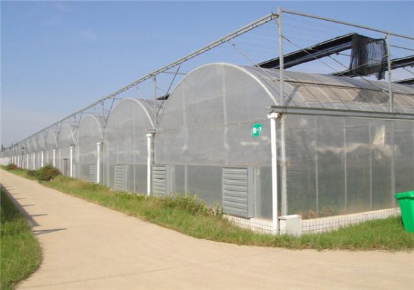 连栋薄膜大棚